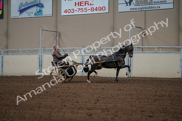 2019 Morgan Horse Show - Aug 30, 2019 - 13367