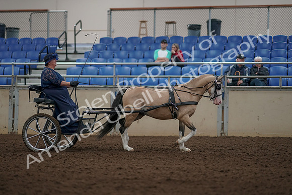 2019 Morgan Horse Show - Aug 31, 2019 - 04443