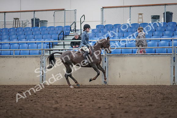 2019 Morgan Horse Show - Aug 31, 2019 - 16764