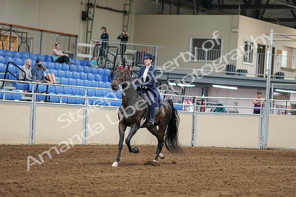 2020 - AB Morgan Horse - Sat, Sept 05 - 06250