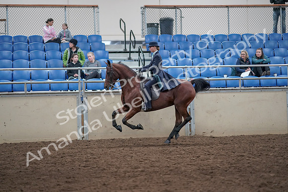 2019 Morgan Horse Show - Aug 31, 2019 - 09489