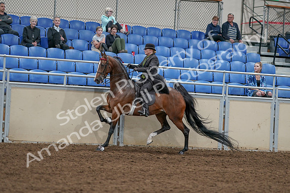 2020 - AB Morgan Horse - Fri, Sept 04 - 09762