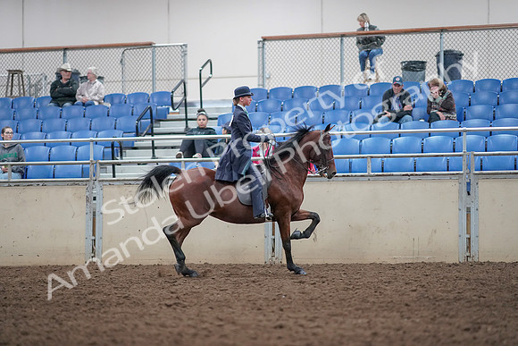 2019 Morgan Horse Show - Aug 31, 2019 - 09597