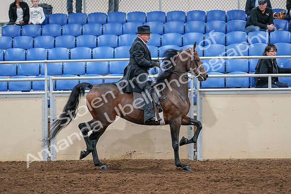 2020 - AB Morgan Horse - Sat, Sept 05 - 08169