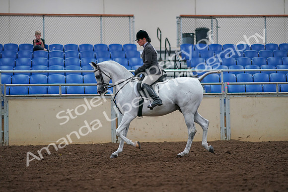 2019 Morgan Horse Show - Aug 30, 2019 - 17377