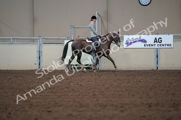 2019 Morgan Horse Show - Aug 30, 2019 - 18498