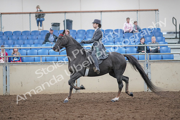 2019 Morgan Horse Show - Aug 31, 2019 - 09385