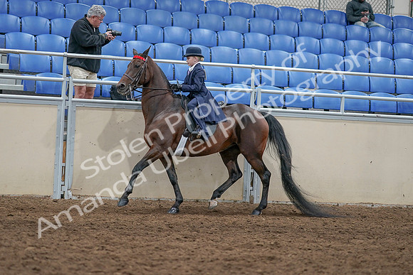 2020 - AB Morgan Horse - Sat, Sept 05 - 04775
