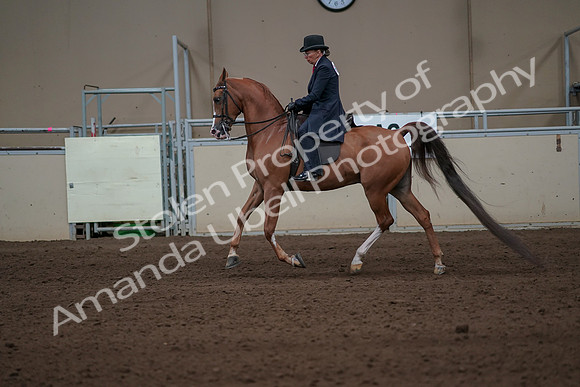 2019 Morgan Horse Show - Sept 01, 2019 - 11926