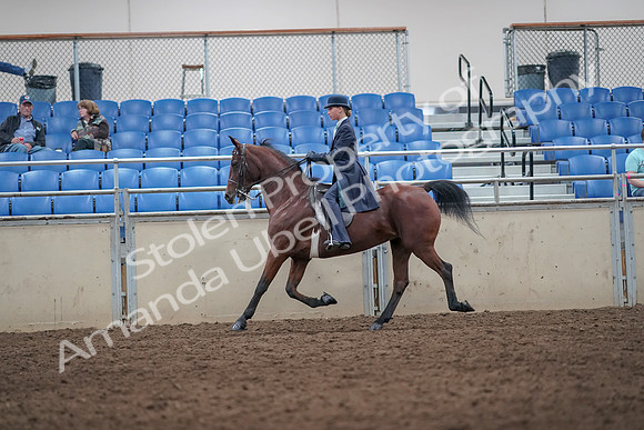 2019 Morgan Horse Show - Aug 31, 2019 - 08722