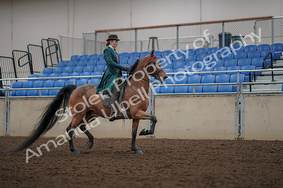 2019 Morgan Horse Show - Aug 30, 2019 - 28245