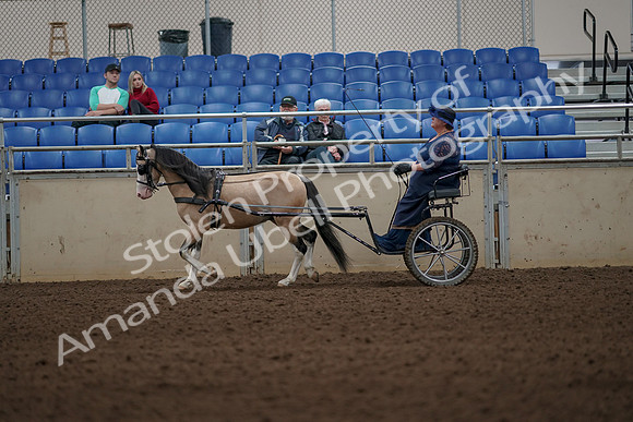 2019 Morgan Horse Show - Aug 31, 2019 - 04297