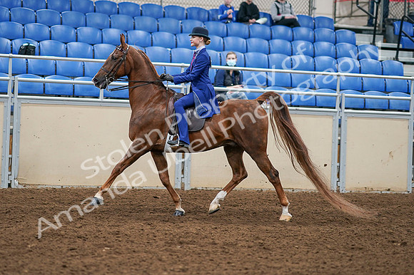 2020 - AB Morgan Horse - Fri, Sept 04 - 04893
