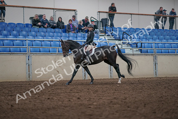 2019 Morgan Horse Show - Aug 31, 2019 - 20601
