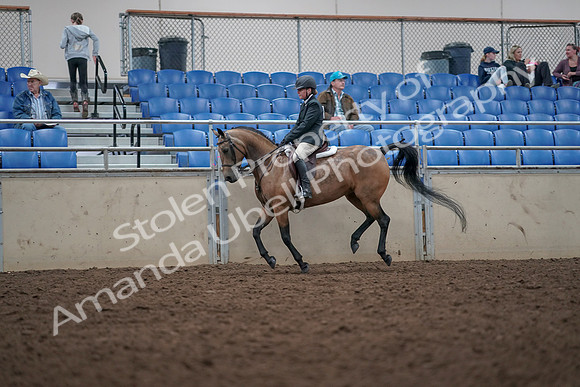 2019 Morgan Horse Show - Aug 31, 2019 - 15027