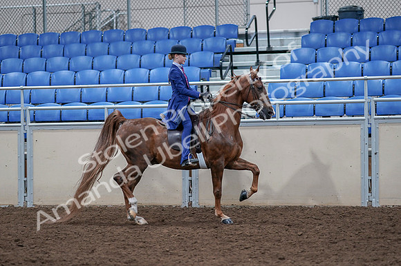 2020 - AB Morgan Horse - Fri, Sept 04 - 05244