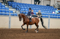2020 - AB Morgan Horse - Fri, Sept 04 - 04476