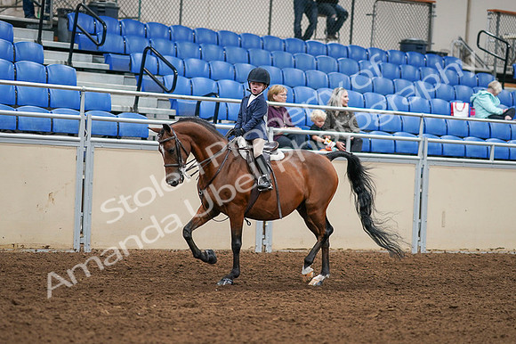 2020 - AB Morgan Horse - Fri, Sept 04 - 04476