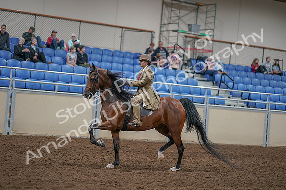 2020 - AB Morgan Horse - Fri, Sept 04 - 11426