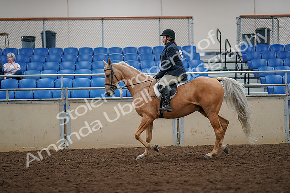 2019 Morgan Horse Show - Aug 30, 2019 - 22296