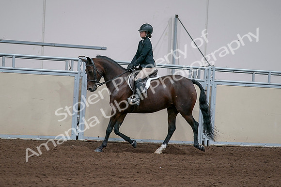 2020 - AB Morgan Horse - Fri, Sept 04 - 05954