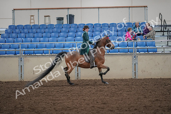 2019 Morgan Horse Show - Aug 30, 2019 - 28143