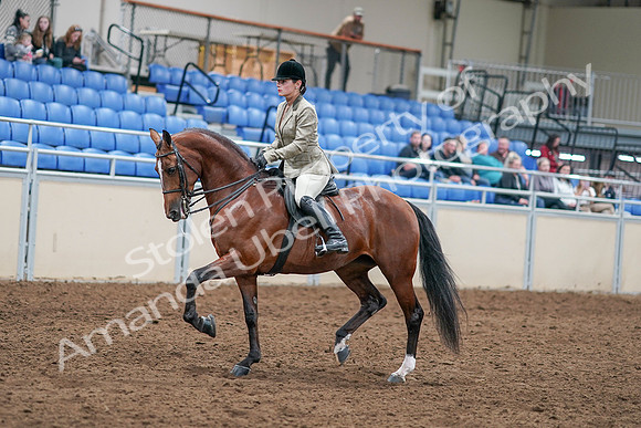 2020 - AB Morgan Horse - Sat, Sept 05 - 14362