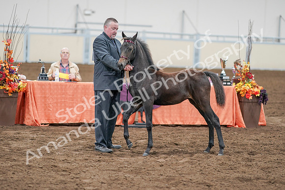 2020 - AB Morgan Horse - Sat, Sept 05 - 00525