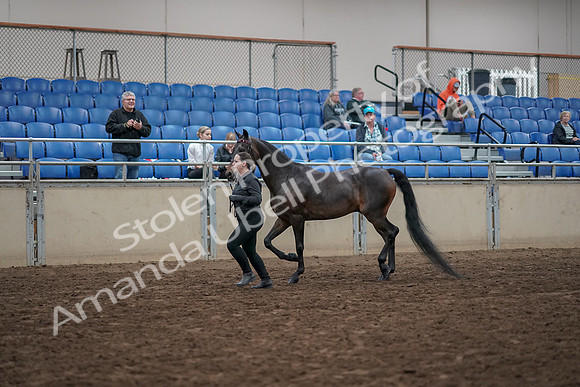 2019 Morgan Horse Show - Aug 31, 2019 - 03962