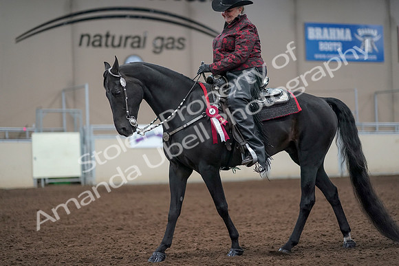 2019 Morgan Horse Show - Aug 31, 2019 - 10818