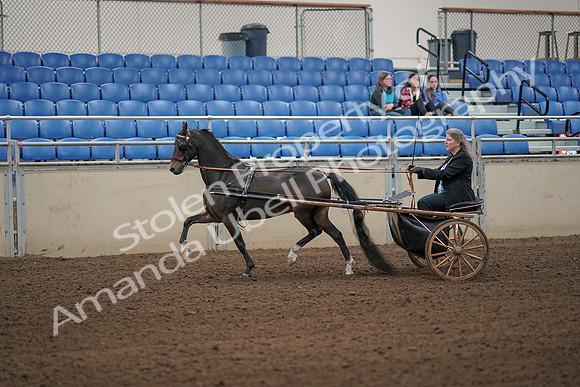 2019 Morgan Horse Show - Aug 31, 2019 - 04234