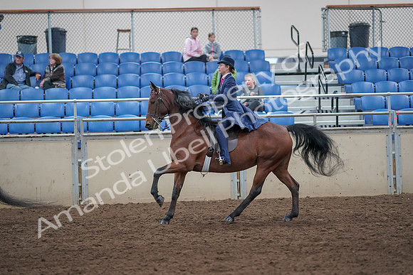2019 Morgan Horse Show - Aug 31, 2019 - 09460