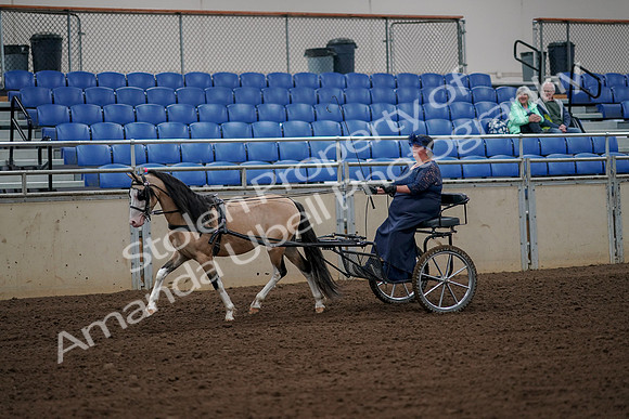 2019 Morgan Horse Show - Aug 30, 2019 - 13109