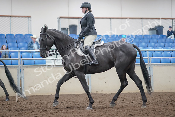 2019 Morgan Horse Show - Aug 31, 2019 - 14801