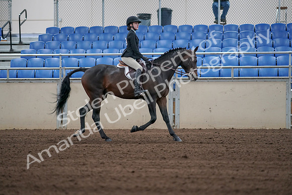 2019 Morgan Horse Show - Sept 01, 2019 - 03945
