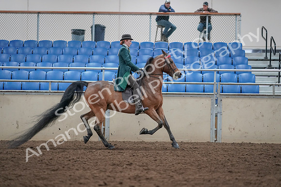 2019 Morgan Horse Show - Sept 01, 2019 - 13367