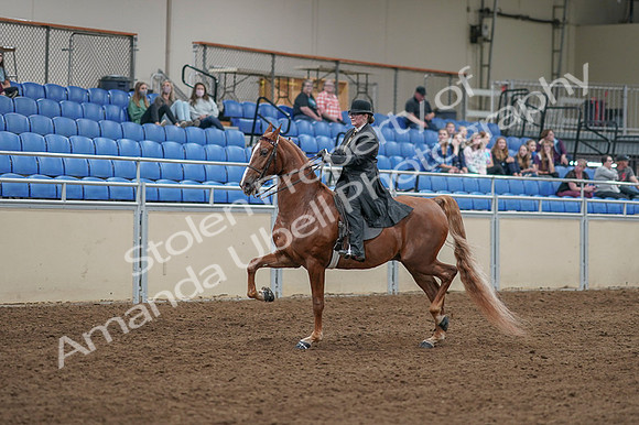2020 - AB Morgan Horse - Fri, Sept 04 - 11245