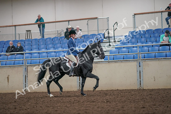 2019 Morgan Horse Show - Aug 31, 2019 - 07466