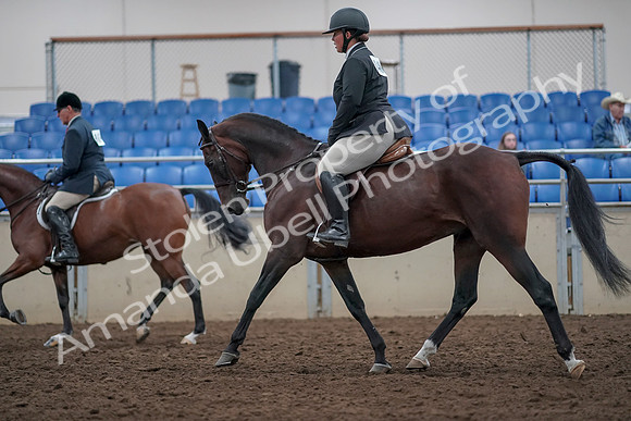 2019 Morgan Horse Show - Aug 31, 2019 - 14723
