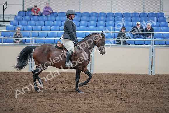 2020 - AB Morgan Horse - Sat, Sept 05 - 09355