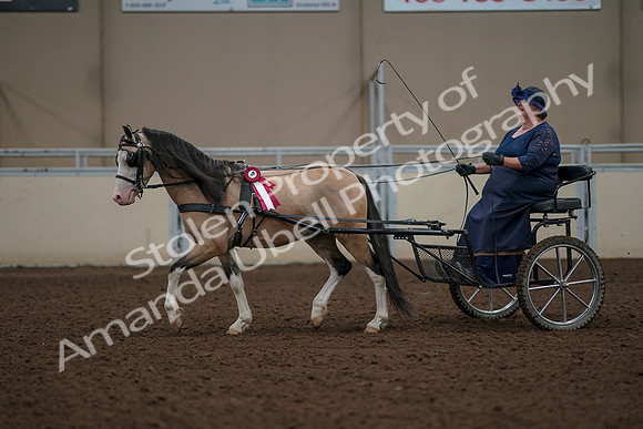 2019 Morgan Horse Show - Aug 31, 2019 - 04618