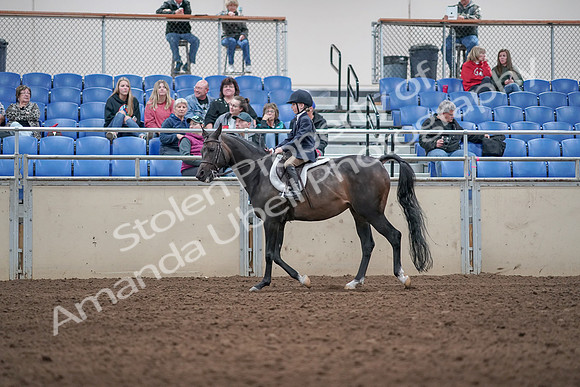 2019 Morgan Horse Show - Aug 31, 2019 - 19515