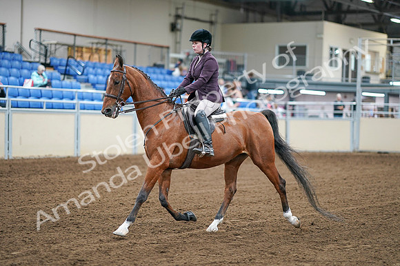 2020 - AB Morgan Horse - Fri, Sept 04 - 02219