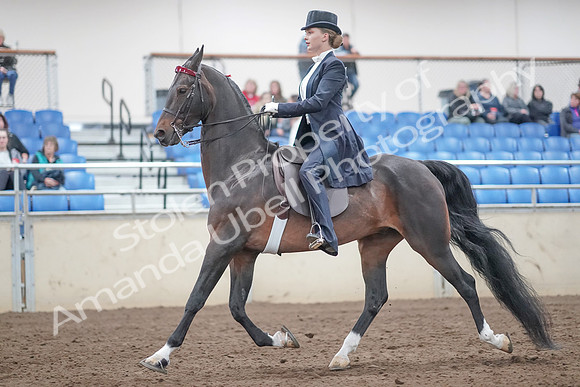 2019 Morgan Horse Show - Aug 31, 2019 - 20461