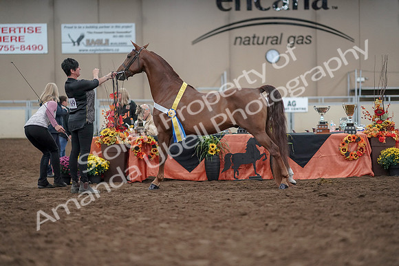 2019 Morgan Horse Show - Aug 31, 2019 - 03838