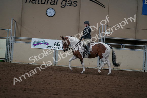 2019 Morgan Horse Show - Aug 30, 2019 - 14913