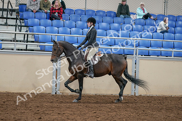 2020 - AB Morgan Horse - Sat, Sept 05 - 14378