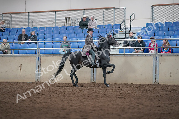 2019 Morgan Horse Show - Aug 31, 2019 - 09554