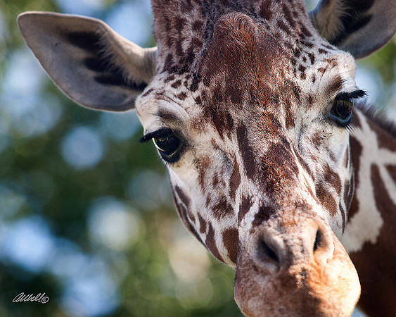 Zoo - 004