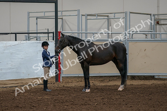 2020 - AB Morgan Horse - Fri, Sept 04 - 00964